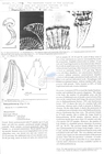 Nematode file-library of the Marine Biology Section (Ghent University, Belgium)