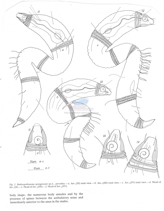Bathyepsilonema spongiosum