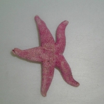 Asteroidea (starfish)