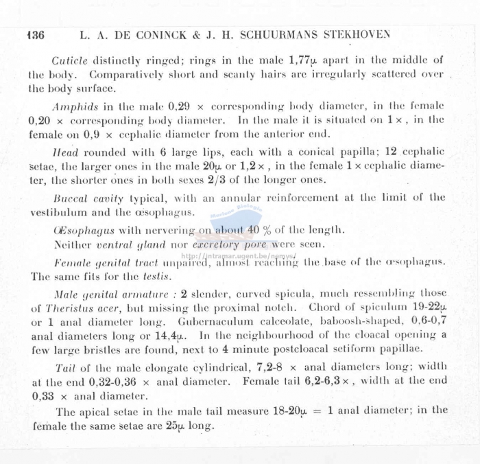 Daptonema calceolatus