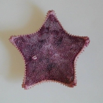 Asteroidea (starfish)