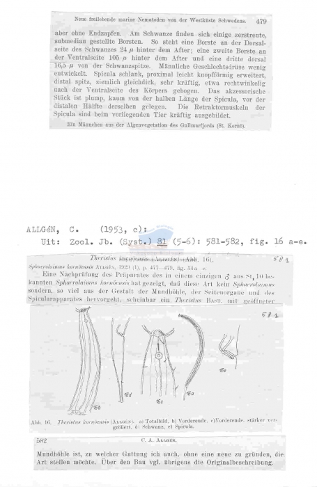 Daptonema kornoeensis