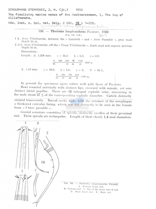 Daptonema longicaudatus