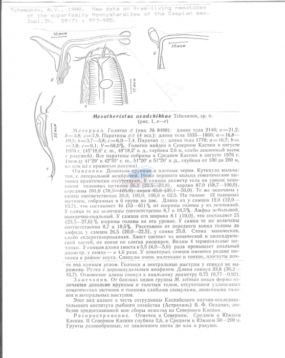 Daptonema osadchikae