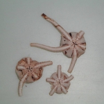 Echinodermata (Echinoderms)