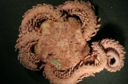 Ophiopholis aculeata, author: Edyta i Wojtek