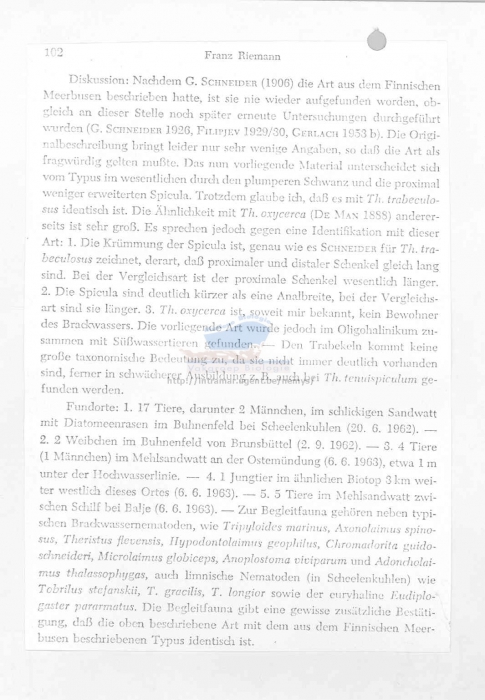 Daptonema trabeculosus