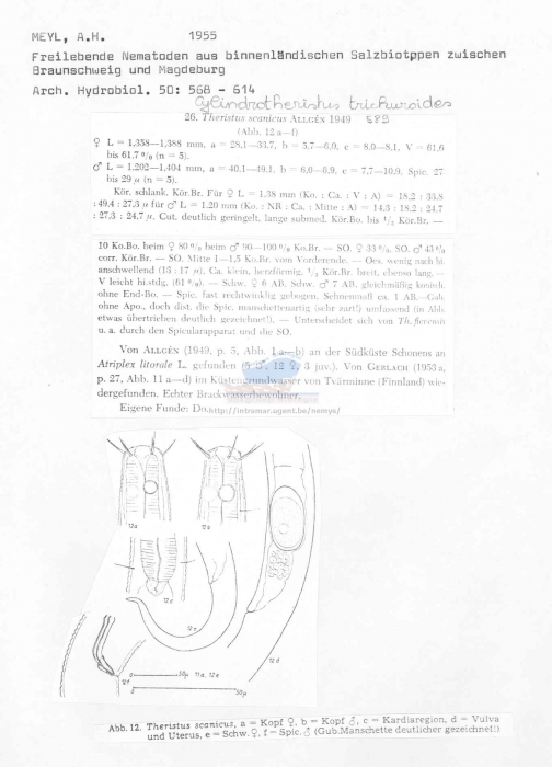 Daptonema trichuroides