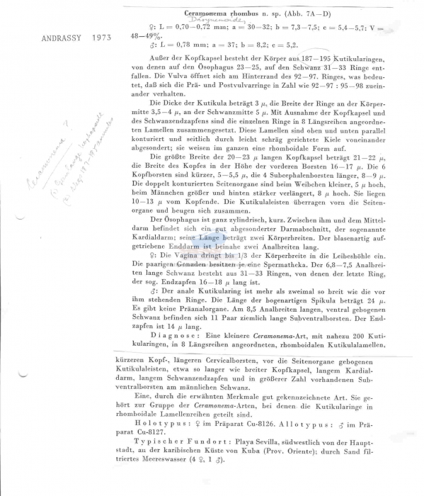 Dasynemoides rhombus