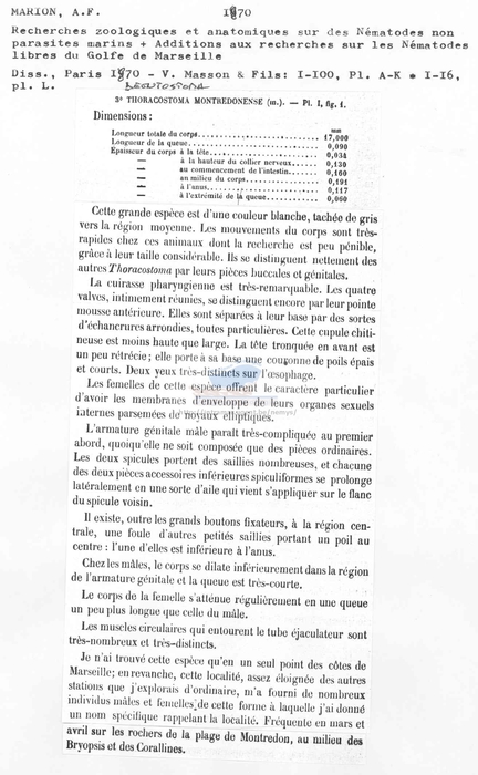 Deontostoma montredonense