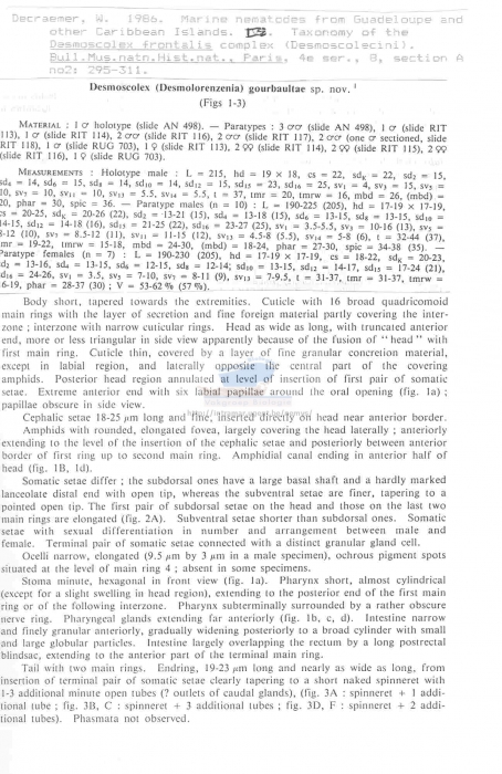 Desmolorenzenia gourbaultae