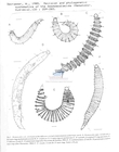 Nematode file-library of the Marine Biology Section (Ghent University, Belgium)