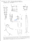 Nematode file-library of the Marine Biology Section (Ghent University, Belgium)