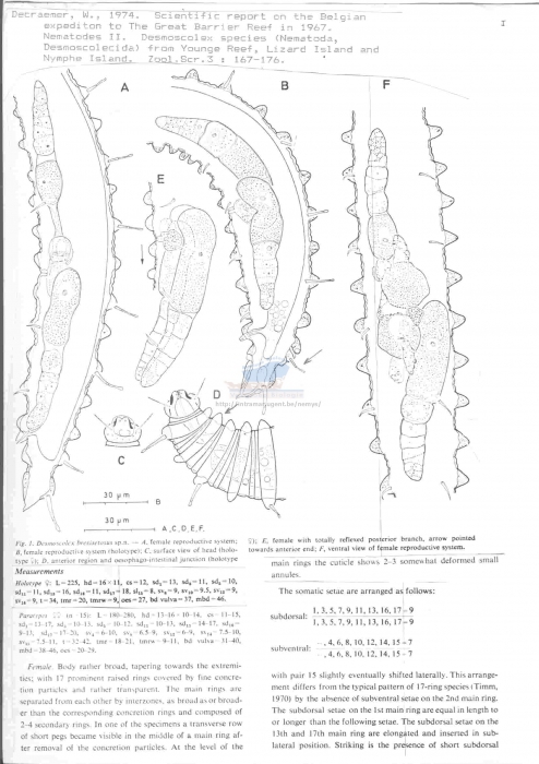 Desmoscolex brevisetosus