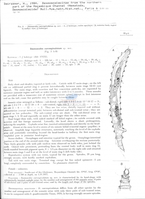 Desmoscolex curvespiculatum