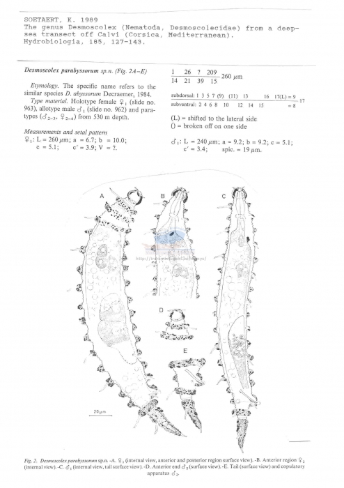 Desmoscolex parabyssorum
