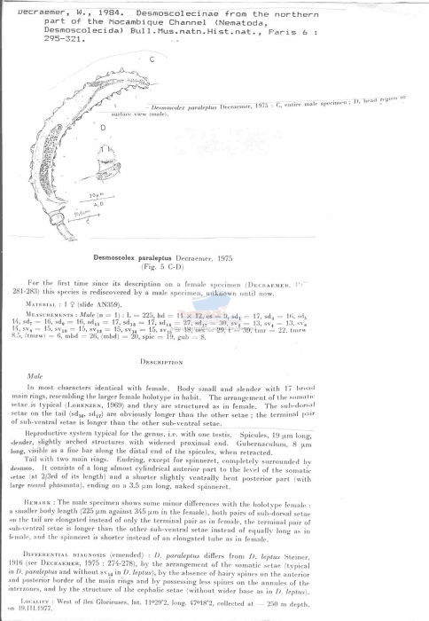 Desmoscolex paraleptus