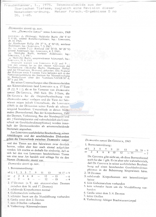 Desmoscolex sieverti