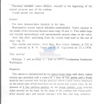 Desmoscolex spinosus