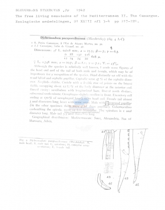 Dichromadora parapoecilosoma