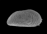 Ostracoda