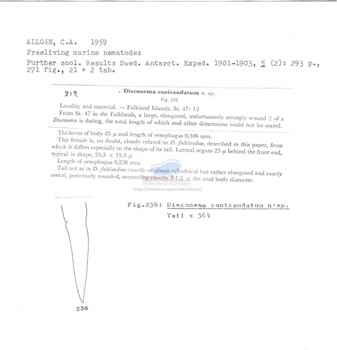 Disconema conicaudatum