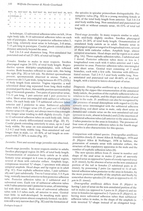 Dracograllus antillensis