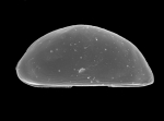 Ostracoda