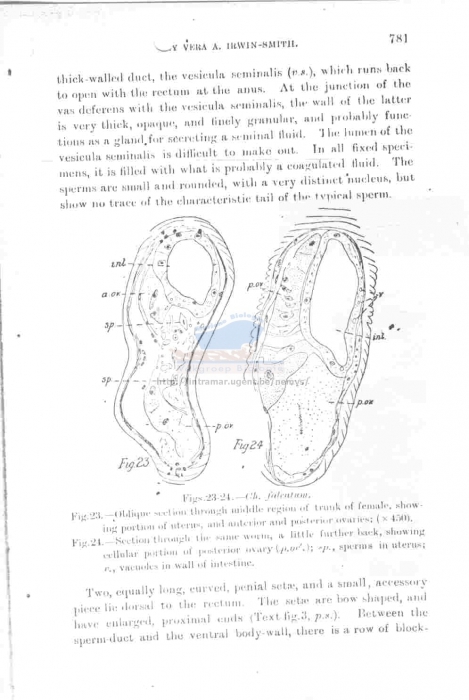 Dracograllus falcatum
