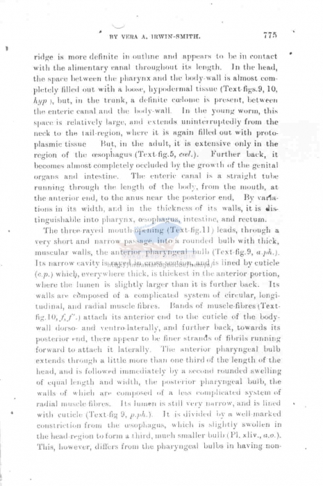 Dracograllus falcatum