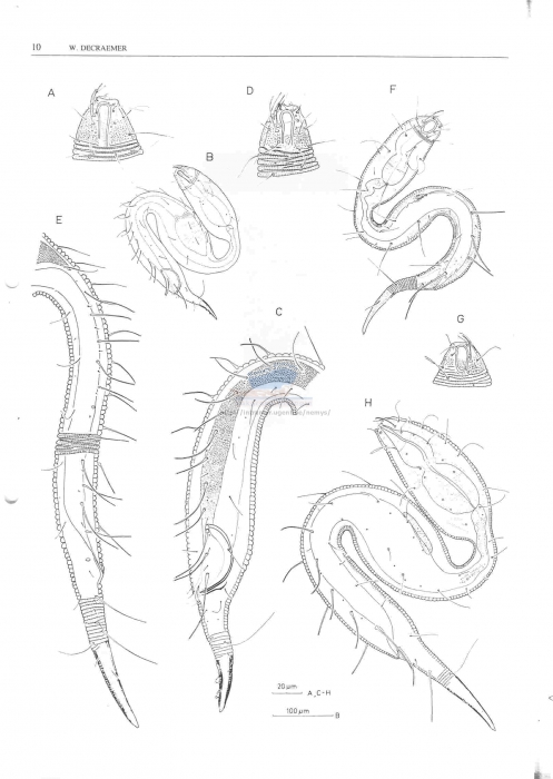 Dracograllus grootaerti