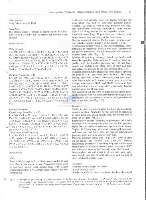 Dracograllus grootaerti