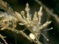 Cladobranchia