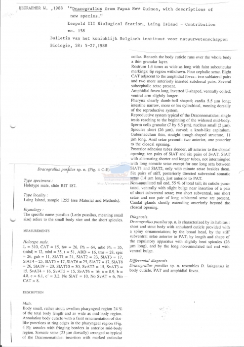 Dracograllus pusilus