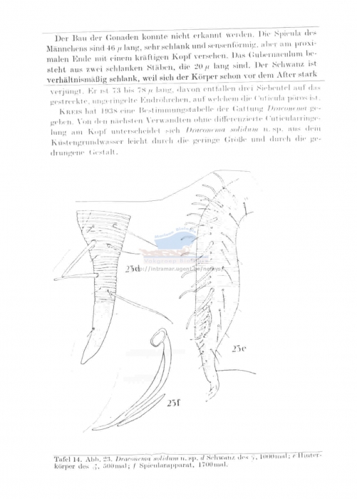 Dracograllus solidus