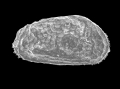 Ostracoda (seed shrimp)