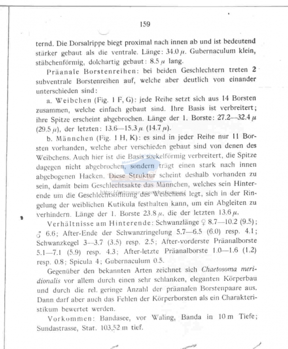 Drepanonema meridionalis