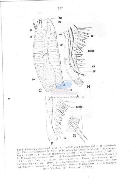 Drepanonema meridionalis