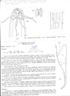 Nematode file-library of the Marine Biology Section (Ghent University, Belgium)