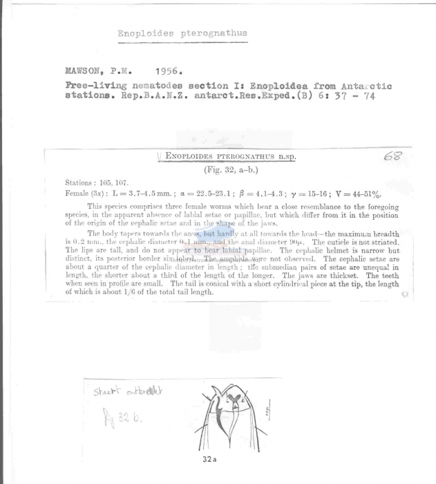 Enoploides pterognathus