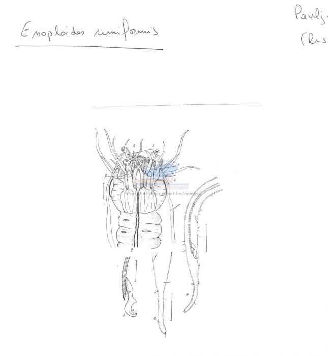 Enoploides uniformis