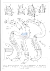 Nematode file-library of the Marine Biology Section (Ghent University, Belgium)