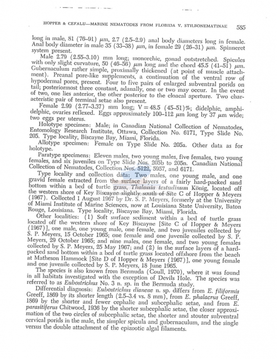 Eubostrichus dianeae