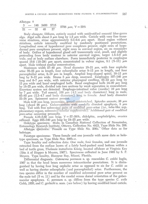 Eubostrichus porosum