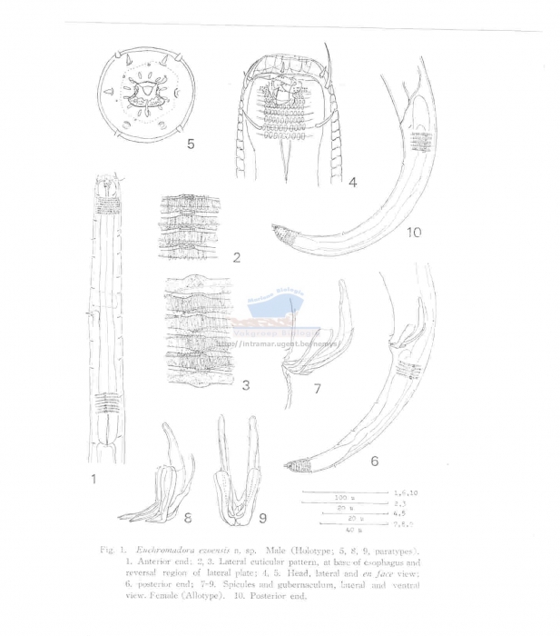 Euchromadora ezoensis