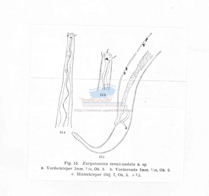 Eurystomina tenuicaudata
