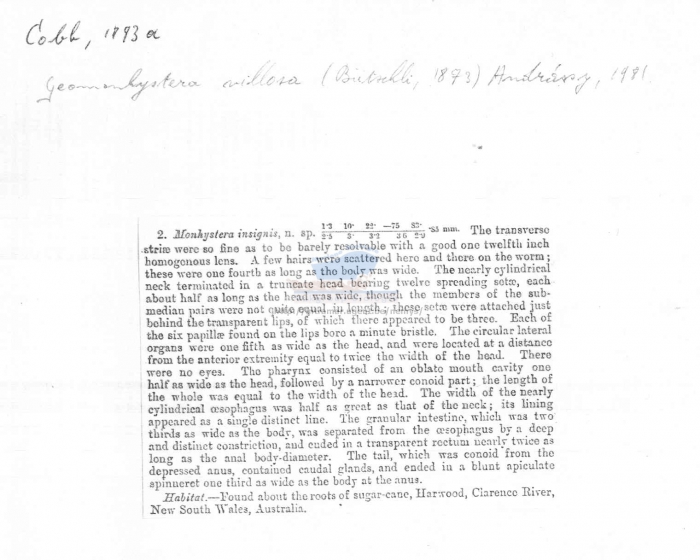 Geomonhystera villosa