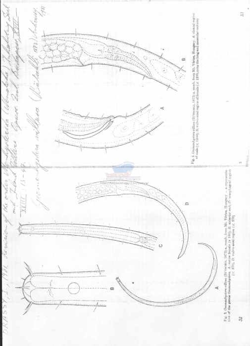 Geomonhystera villosa