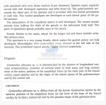 Gonionchus africanus