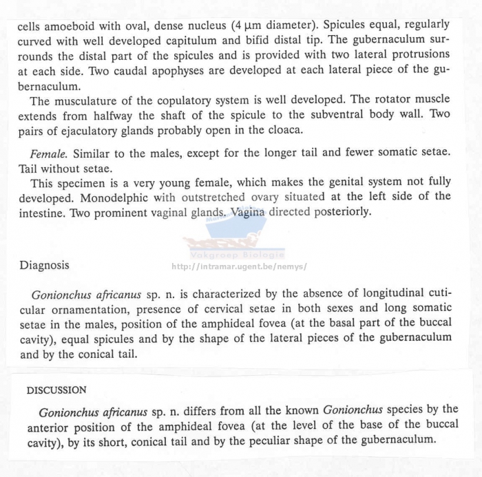 Gonionchus africanus
